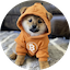 Base DOG